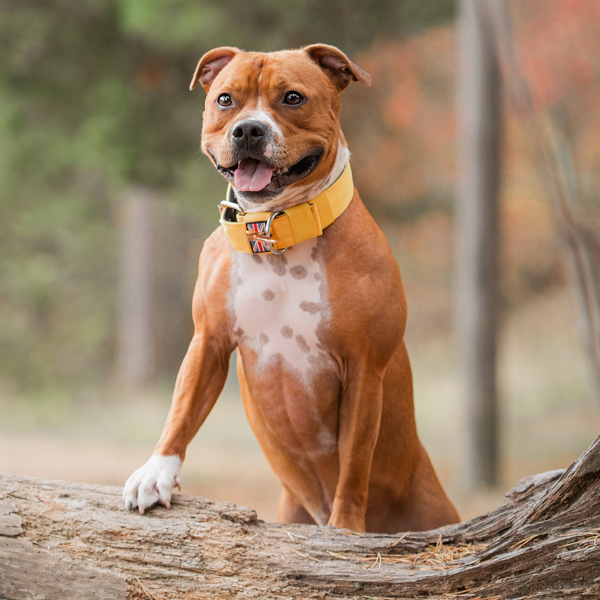 Nylon Collar - Yellow - Staffordshire Bull Terrier 1935