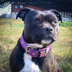 Nylon Halsband - Lila - Staffordshire Bull Terrier 1935