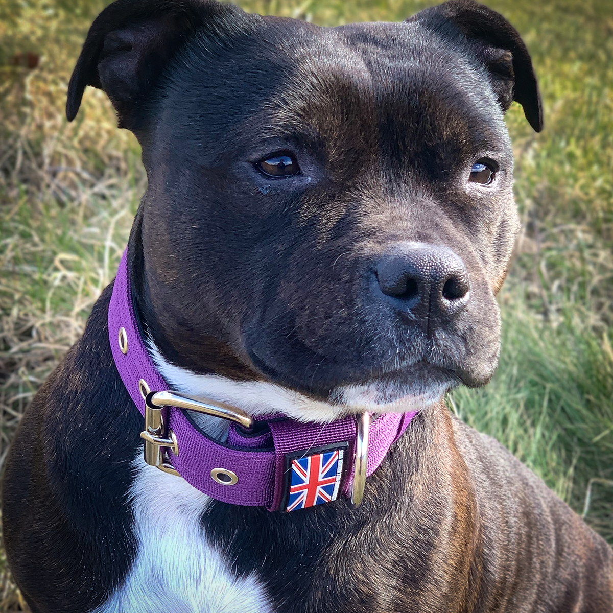 Staffordshire Bull Terrier Nylon Collar #sbt1935nyloncollar - Staffordshire  Bull Terrier 1935