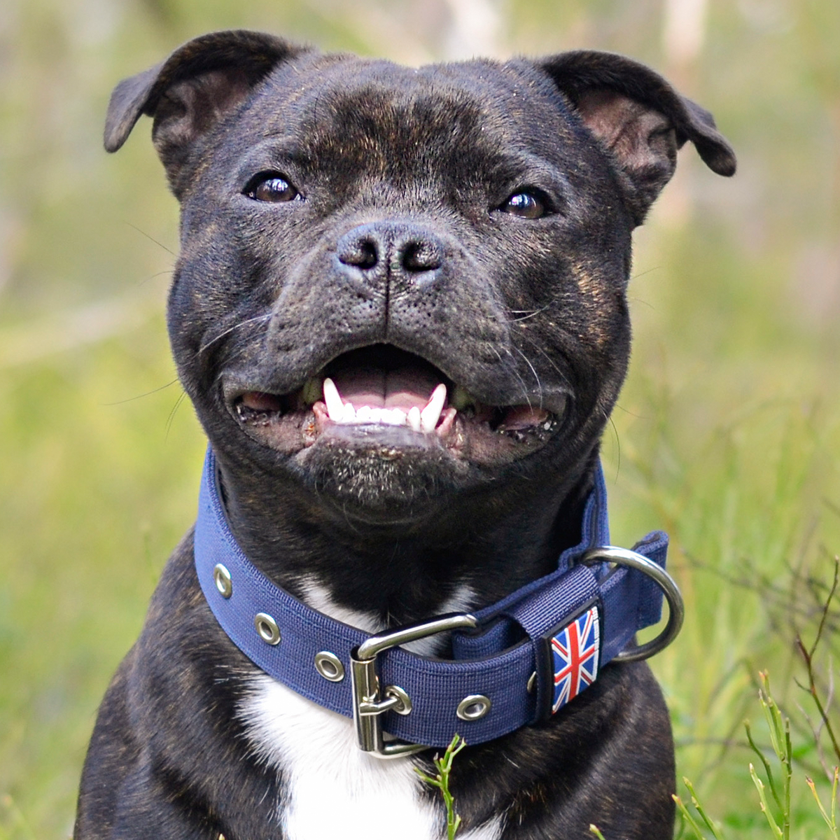 Nylon Halsband - Mörkblå - Staffordshire Bull Terrier 1935