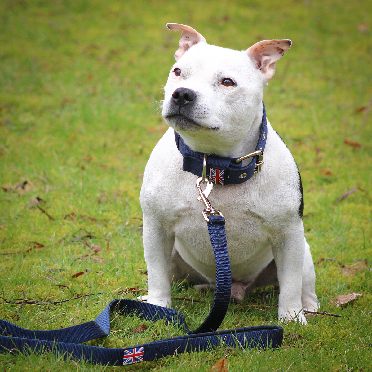 Nylon Halsband - Mörkblå - Staffordshire Bull Terrier 1935