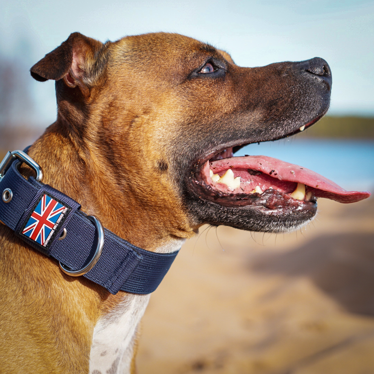 Nylon Collar - Navy Blue - Staffordshire Bull Terrier 1935