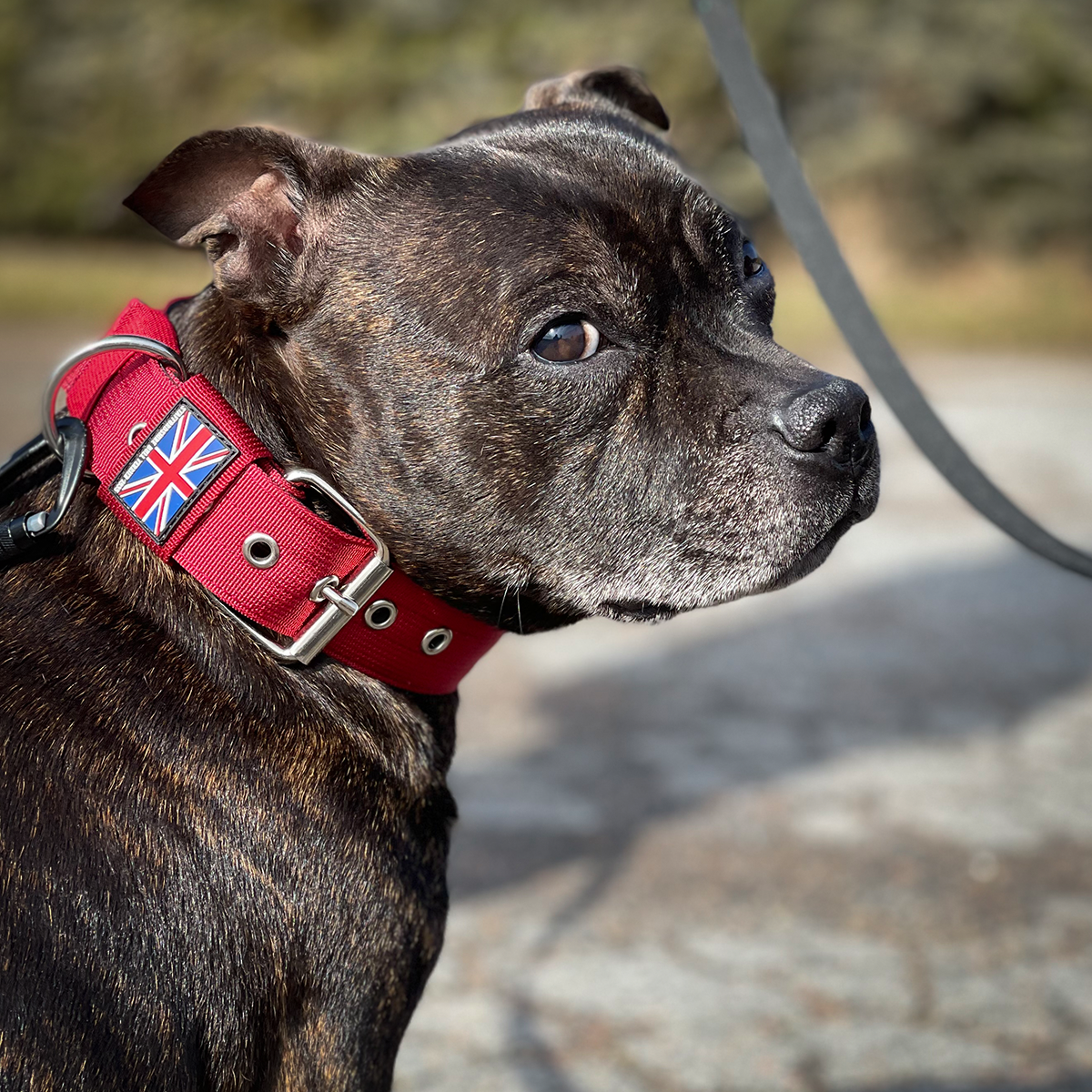 Nylon Halsband - Vinröd - Staffordshire Bull Terrier 1935