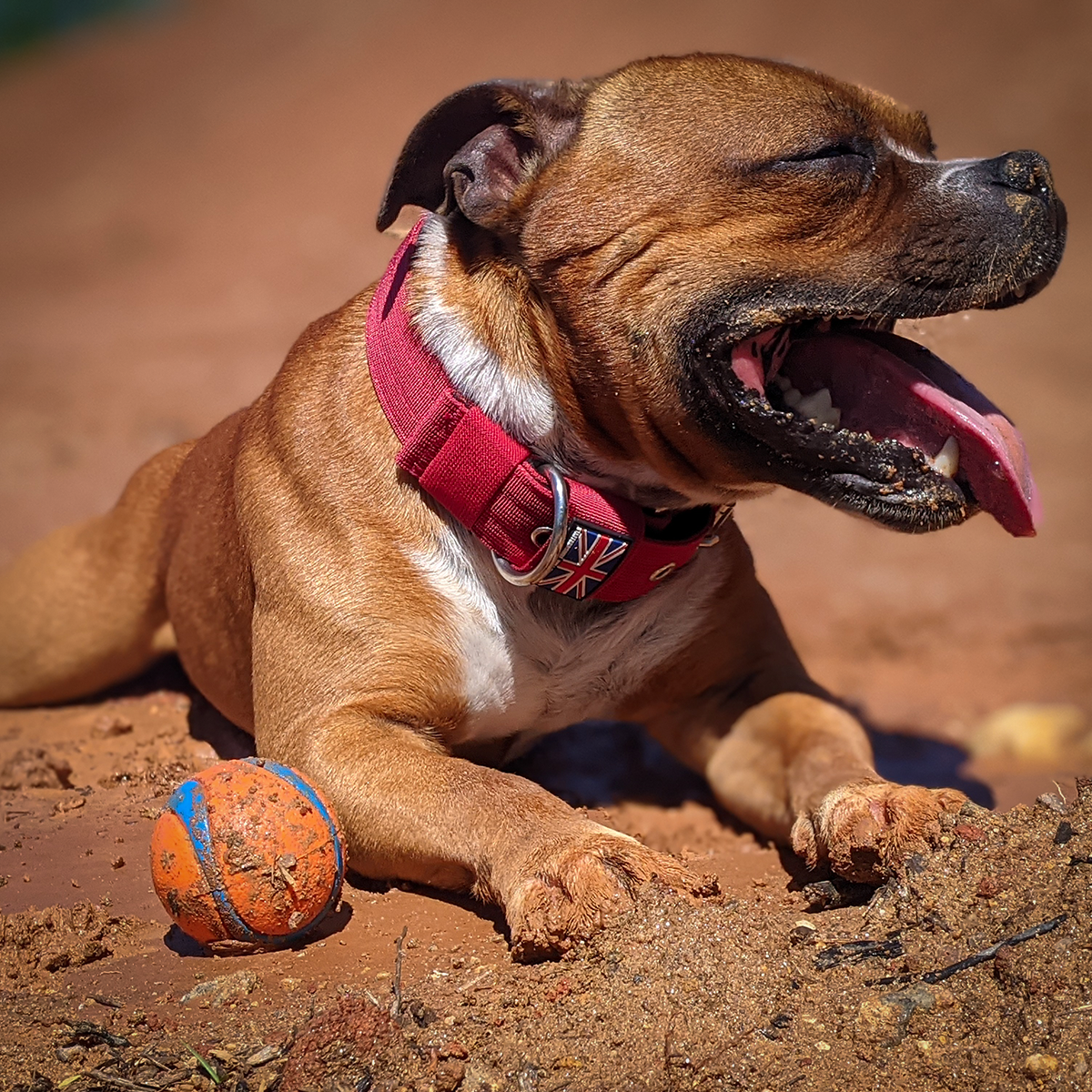 Nylon Halsband - Vinröd - Staffordshire Bull Terrier 1935