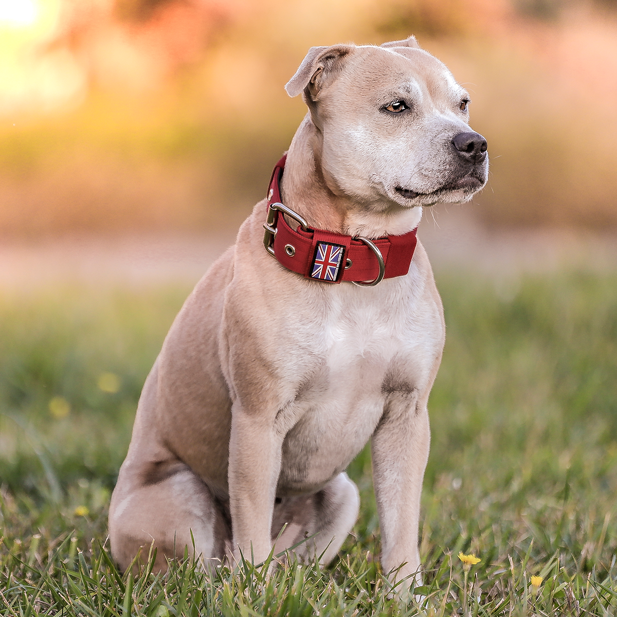 Nylon Halsband - Vinröd - Staffordshire Bull Terrier 1935