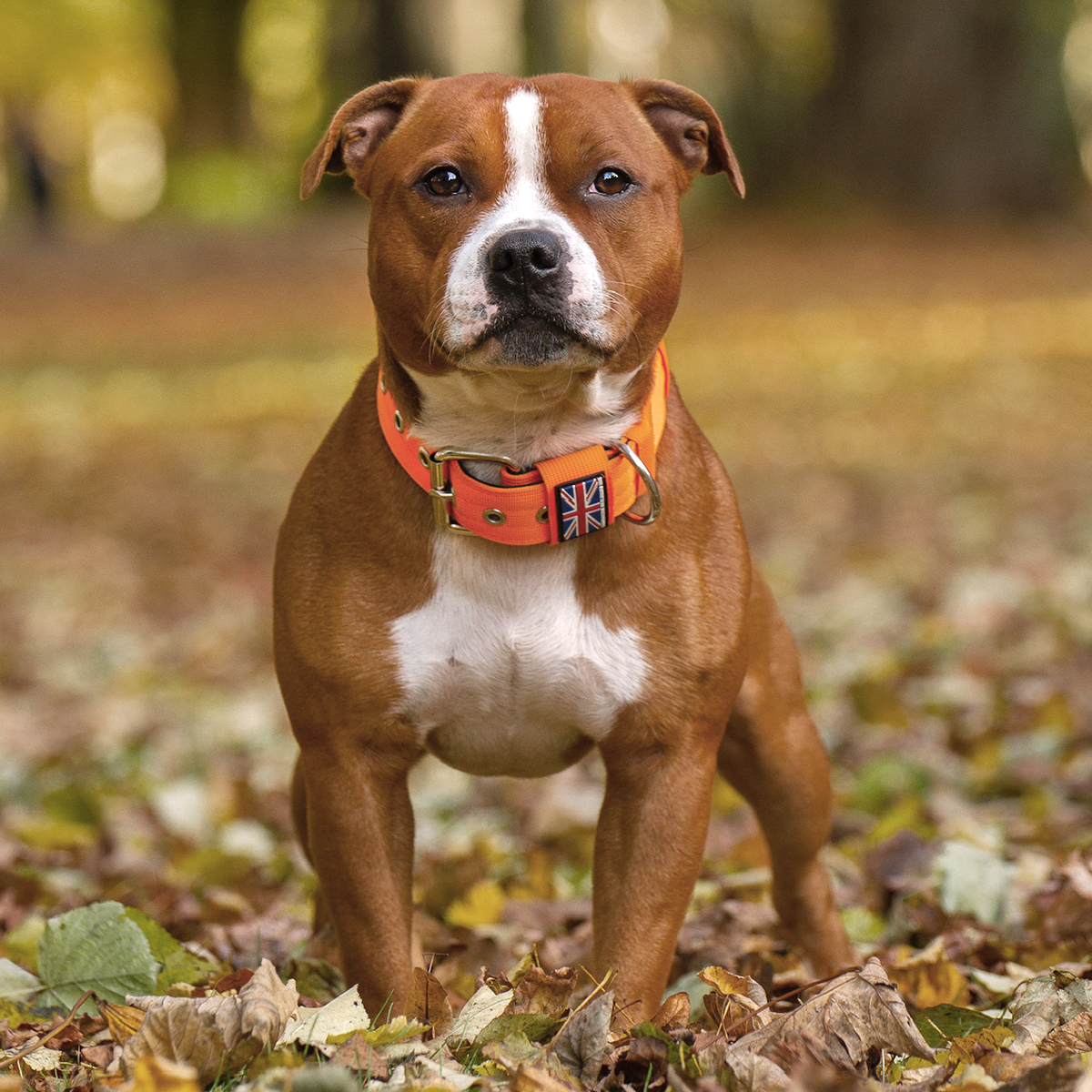 Nylon Halsband - Orange - Staffordshire Bull Terrier 1935