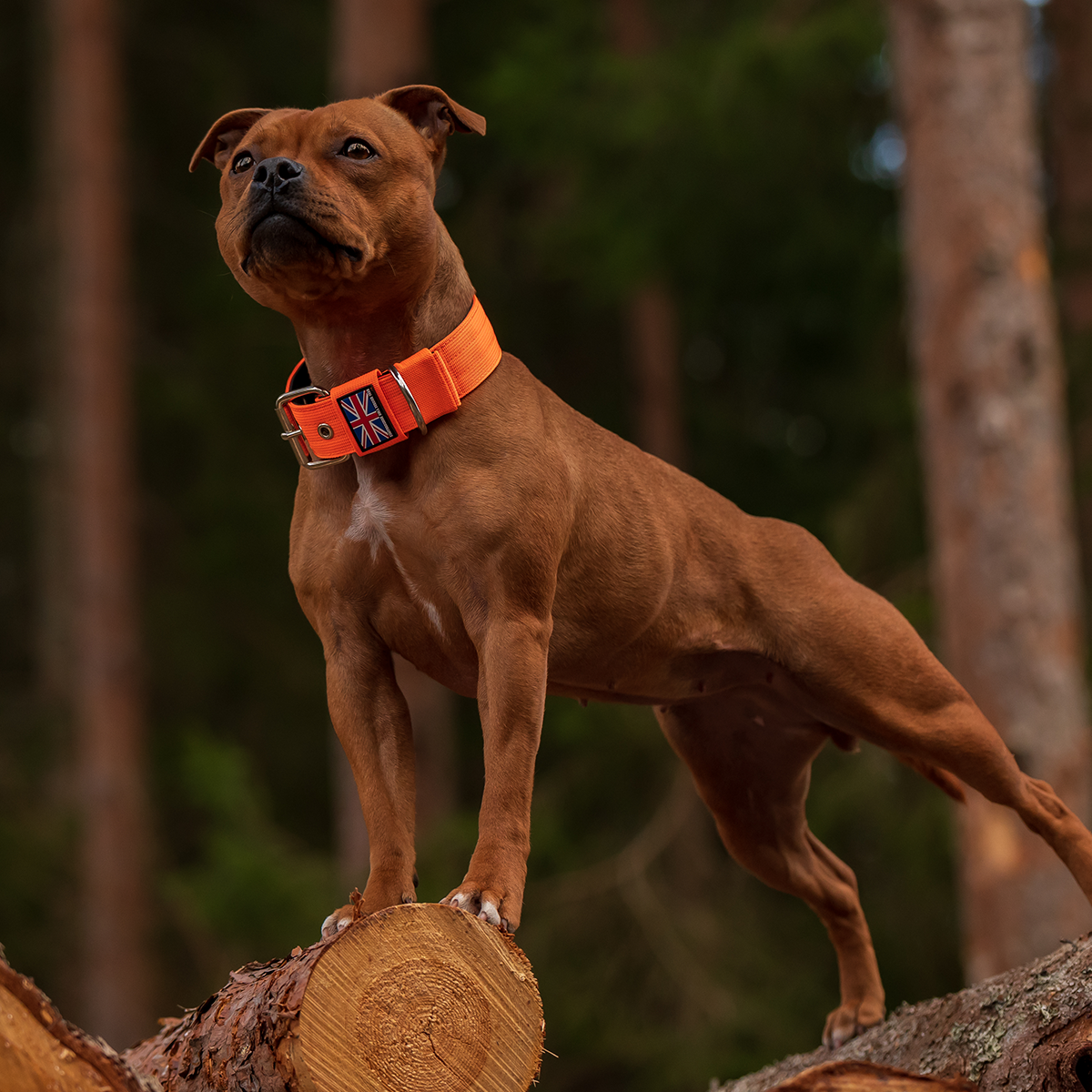 Nylon Halsband - Orange - Staffordshire Bull Terrier 1935