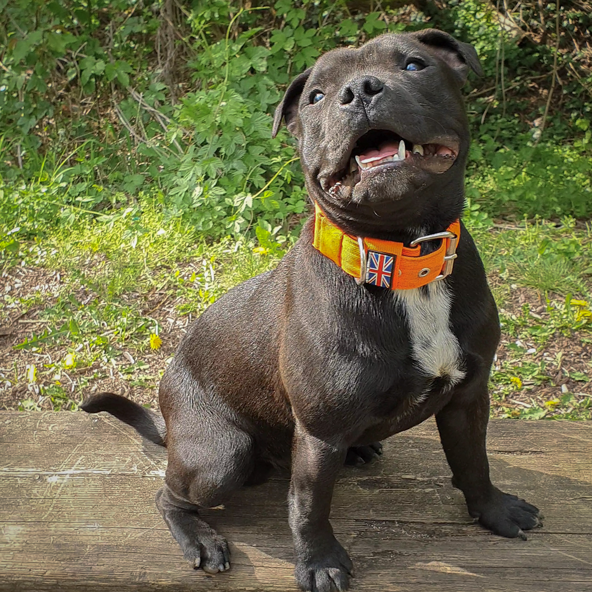 Nylon Halsband - Orange - Staffordshire Bull Terrier 1935