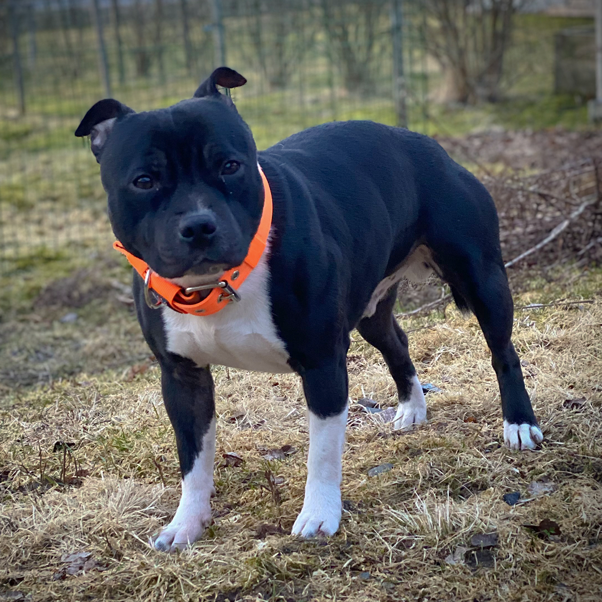 Nylon Collar - Orange - Staffordshire Bull Terrier 1935