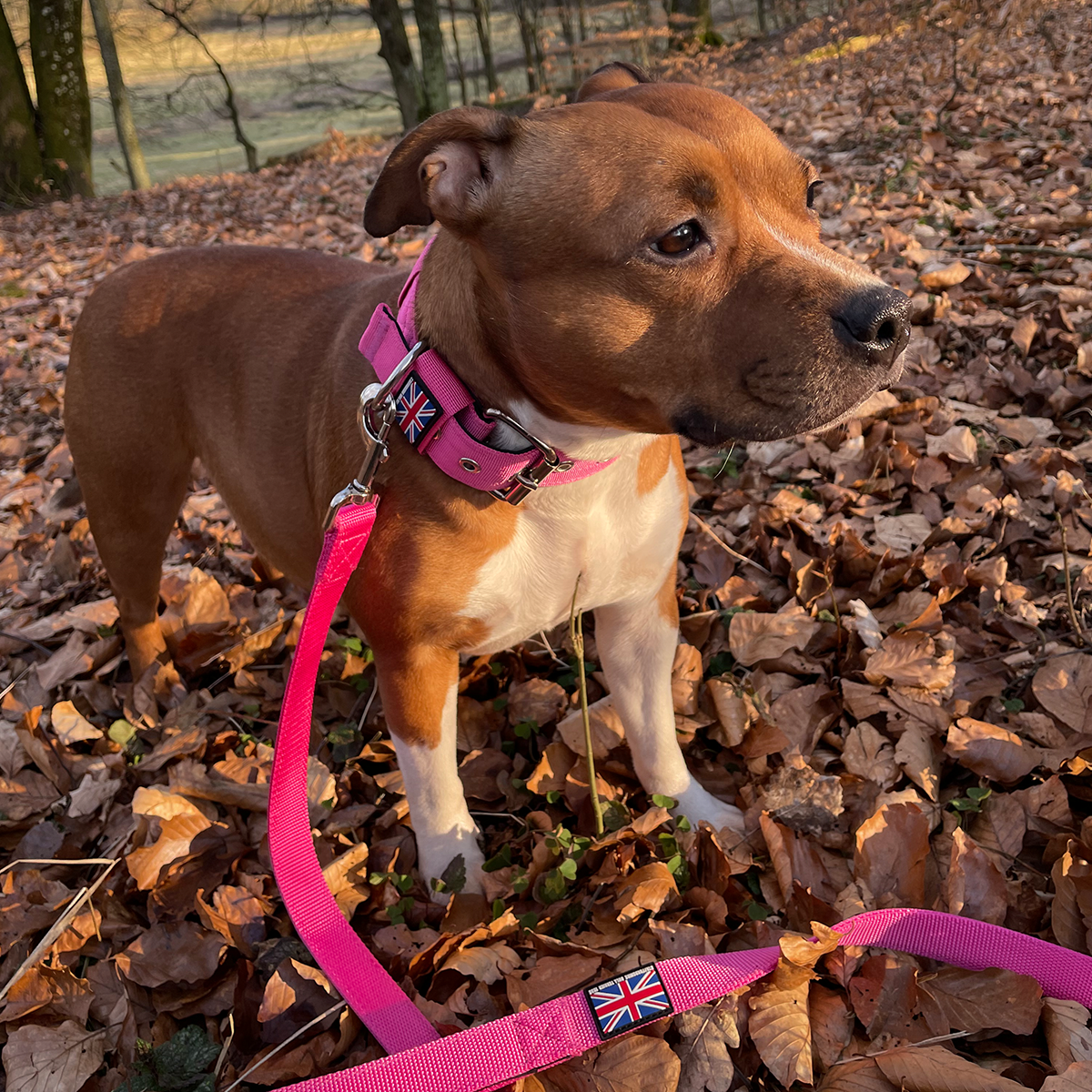 Nylon Collar - Fuchsia - Staffordshire Bull Terrier 1935