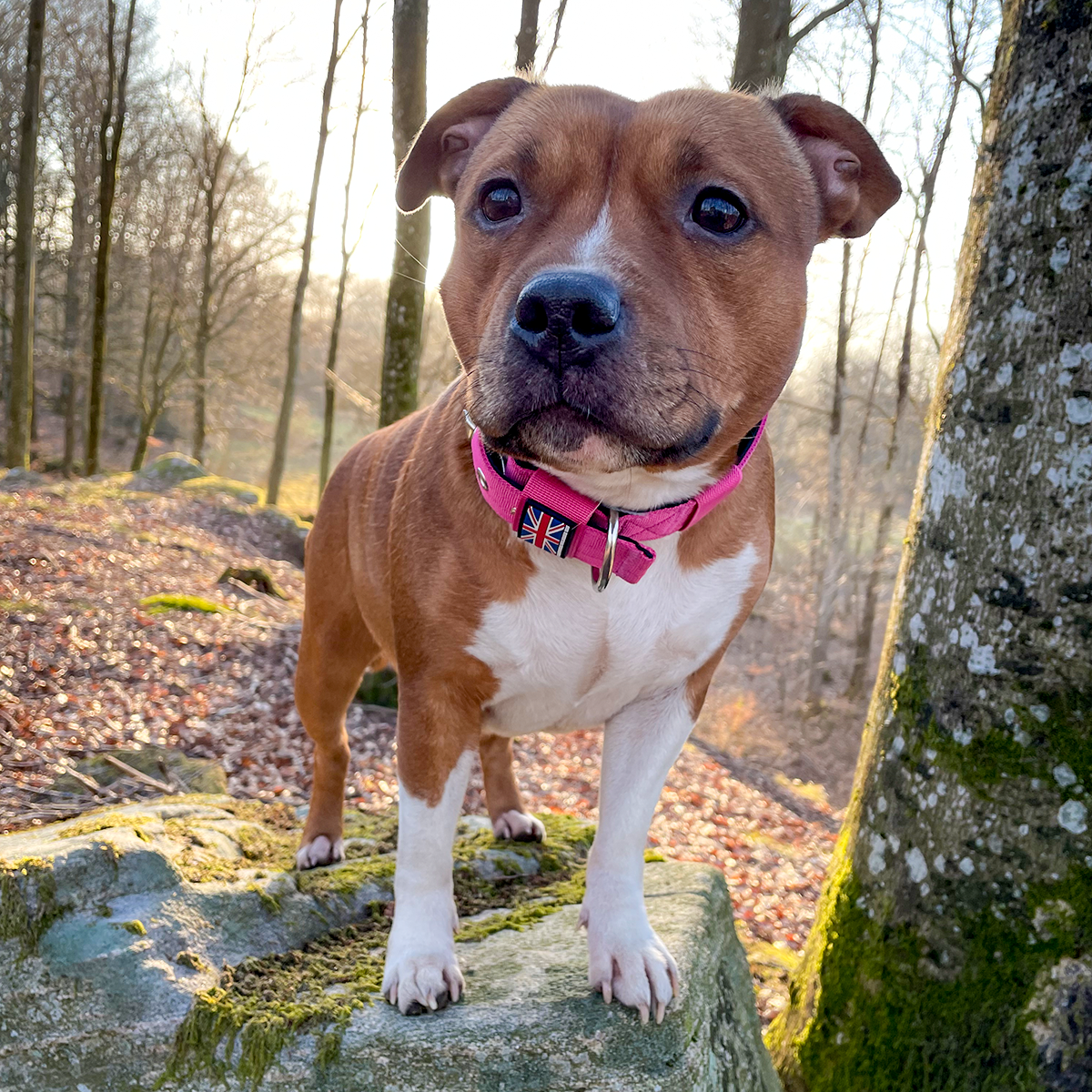 Nylon Halsband - Rosa - Staffordshire Bull Terrier 1935