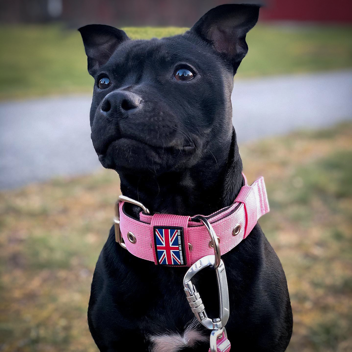 Nylon Collar - Baby Pink - Staffordshire Bull Terrier 1935