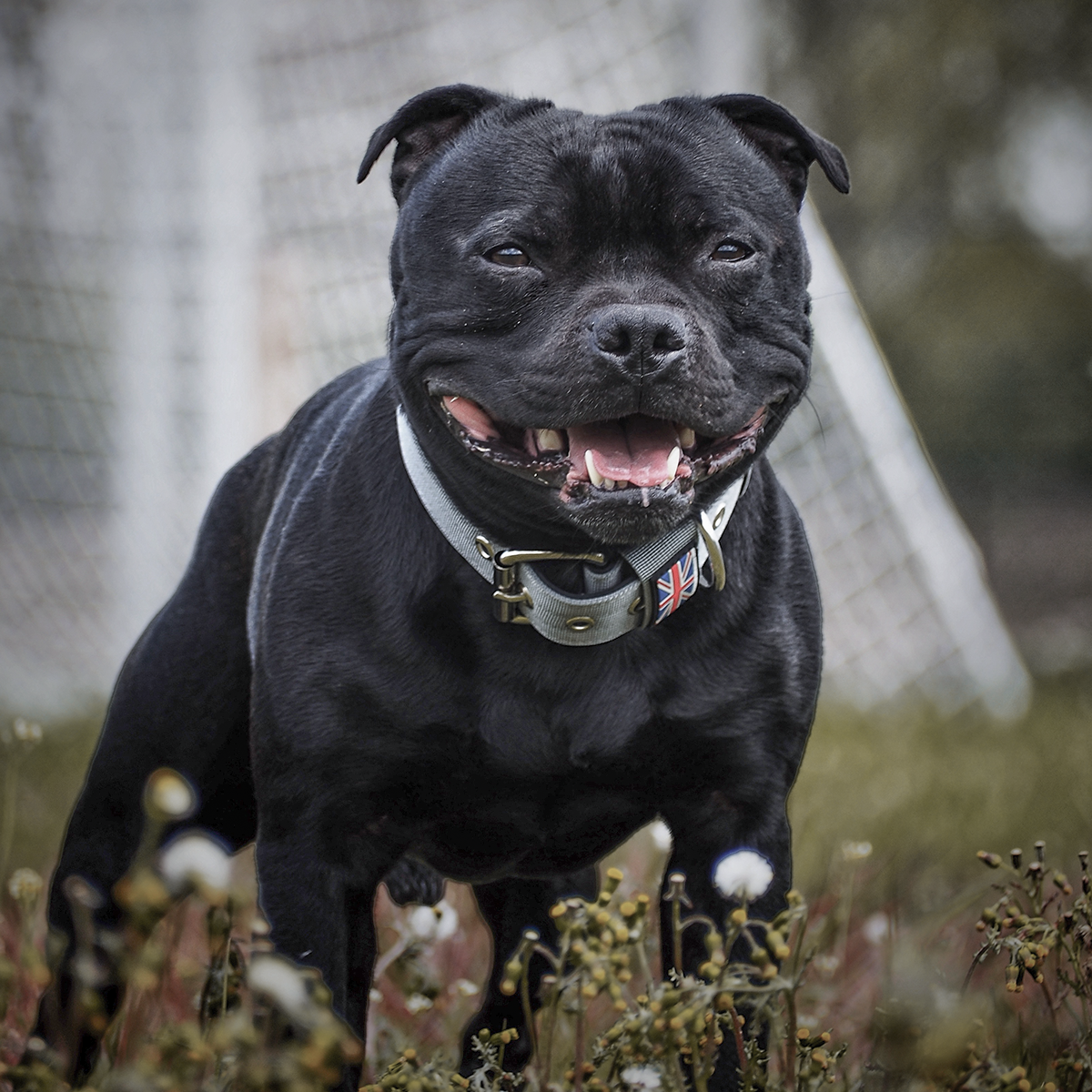 Nylon Halsband - Grå - Staffordshire Bull Terrier 1935