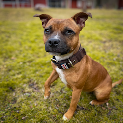 Nylon Collar - Chocolate - Staffordshire Bull Terrier 1935