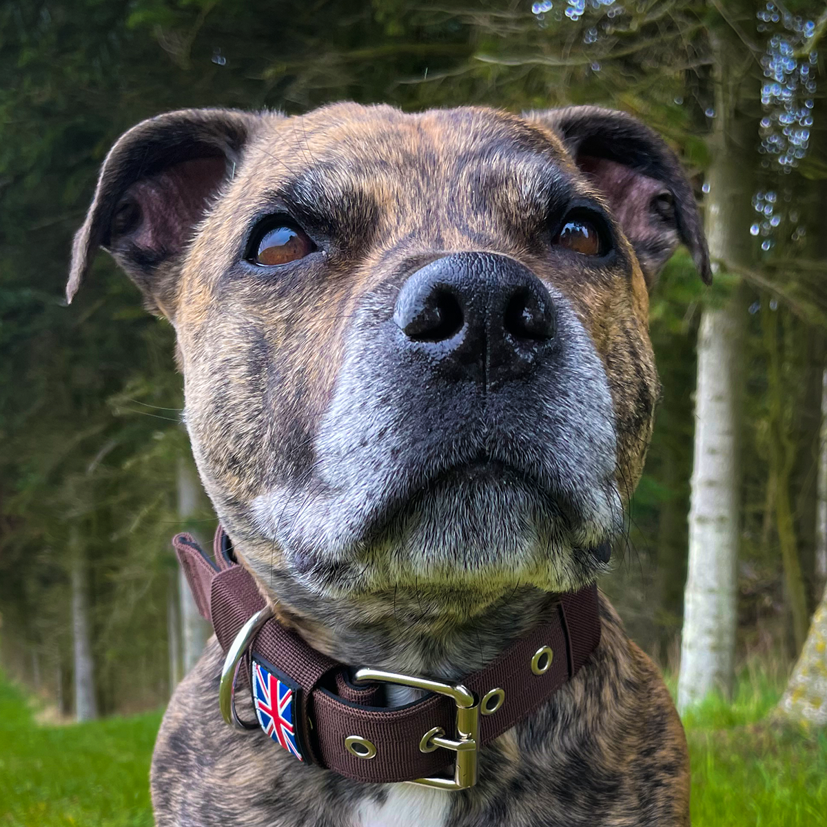 Nylon Collar - Chocolate - Staffordshire Bull Terrier 1935