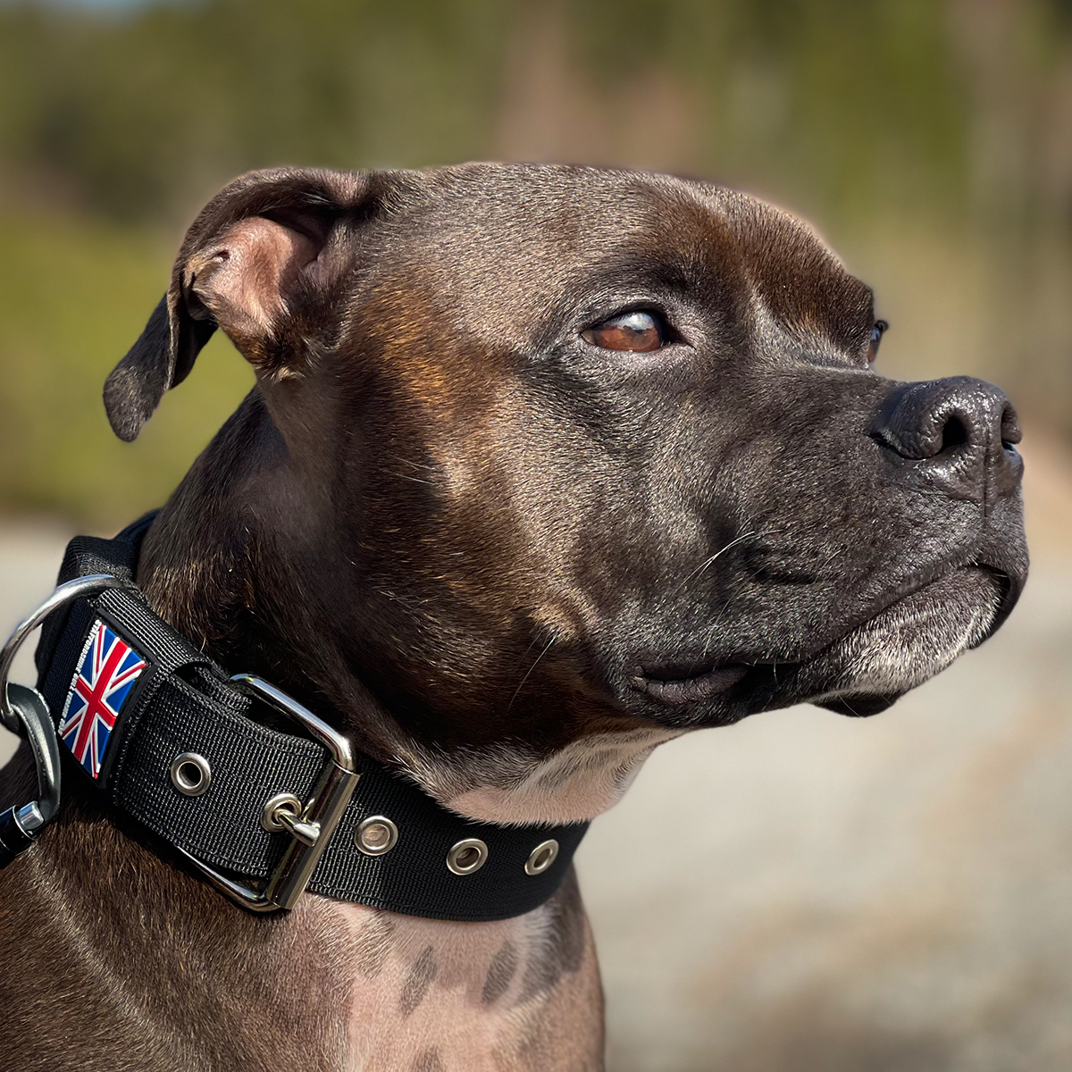 Staffordshire Bull Terrier Nylon Collar