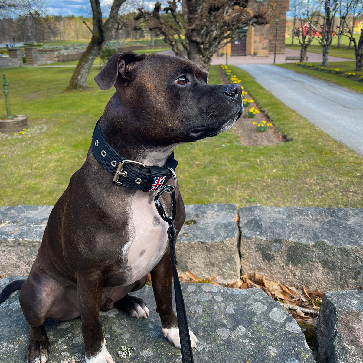 Nylon Halsband - Svart - Staffordshire Bull Terrier 1935