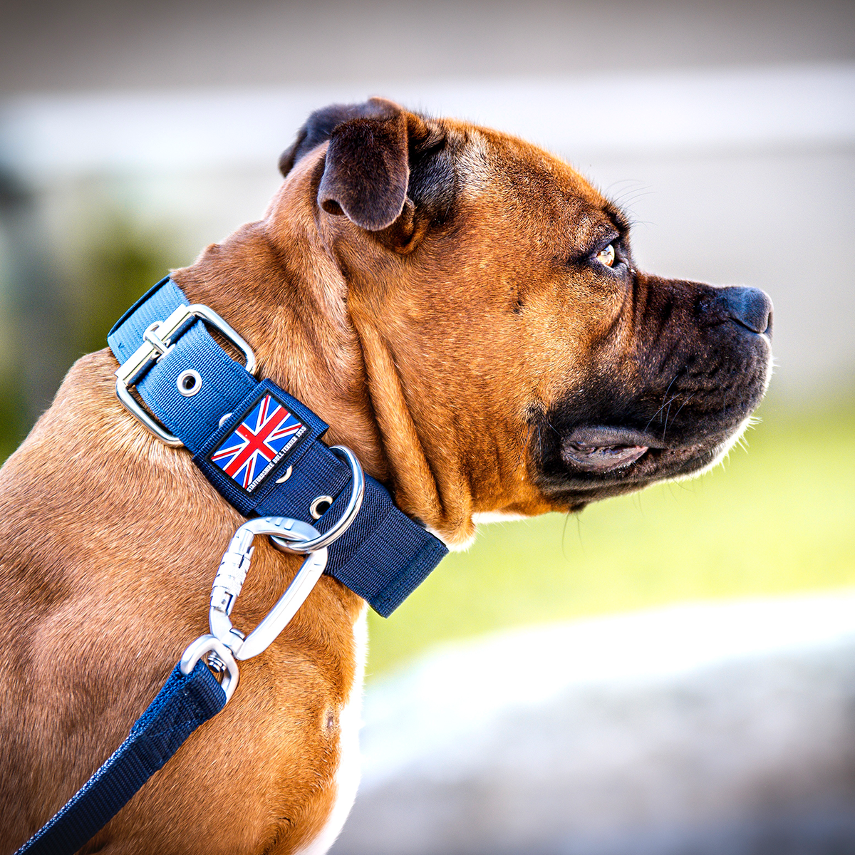 Nylon Halsband - Mörkblå - Staffordshire Bull Terrier 1935