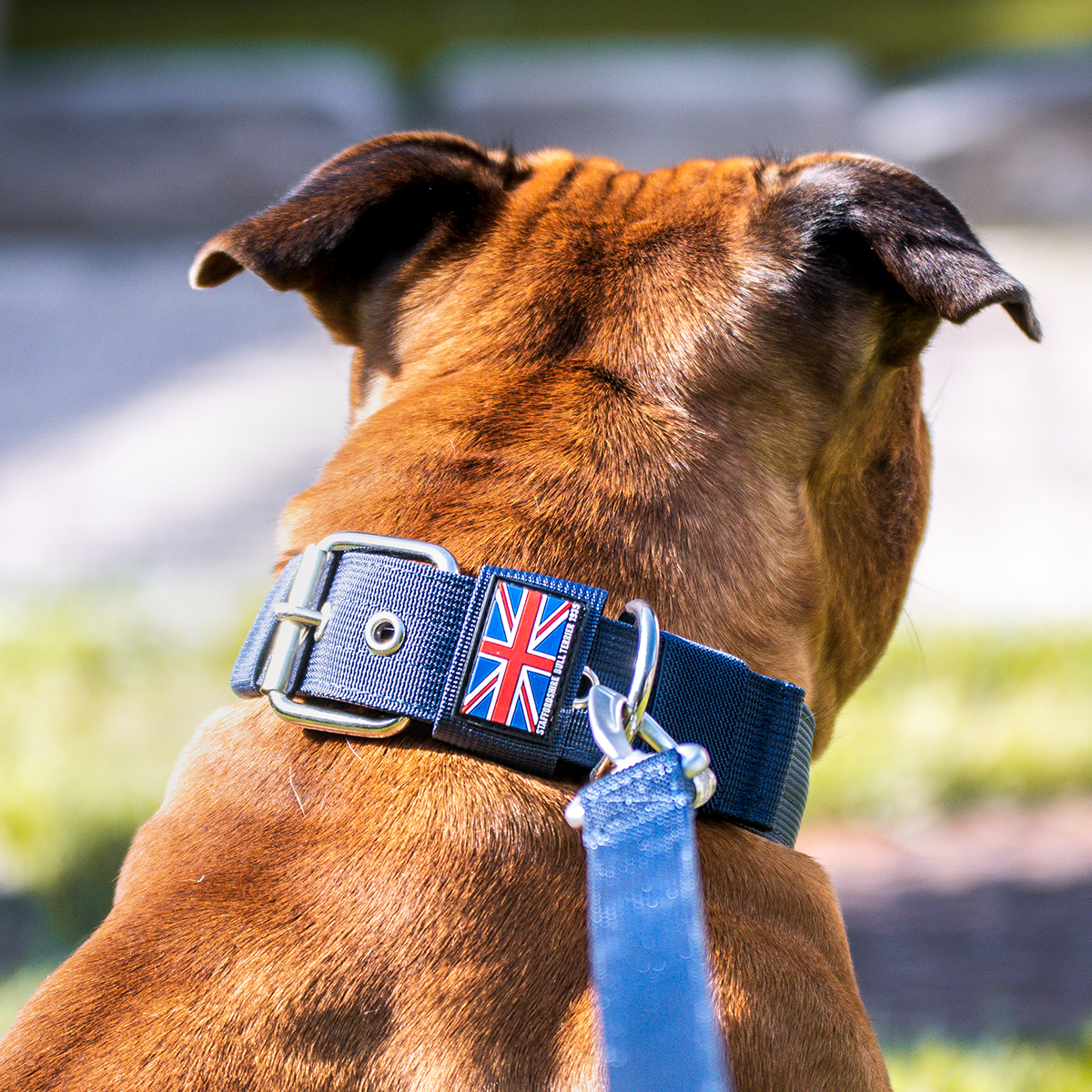 Staffordshire Bull Terrier Nylon Collar