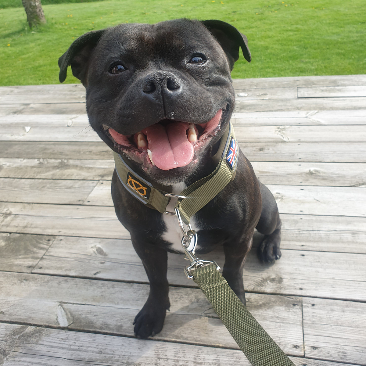 Staffordshire Bull Terrier Martingale Collar