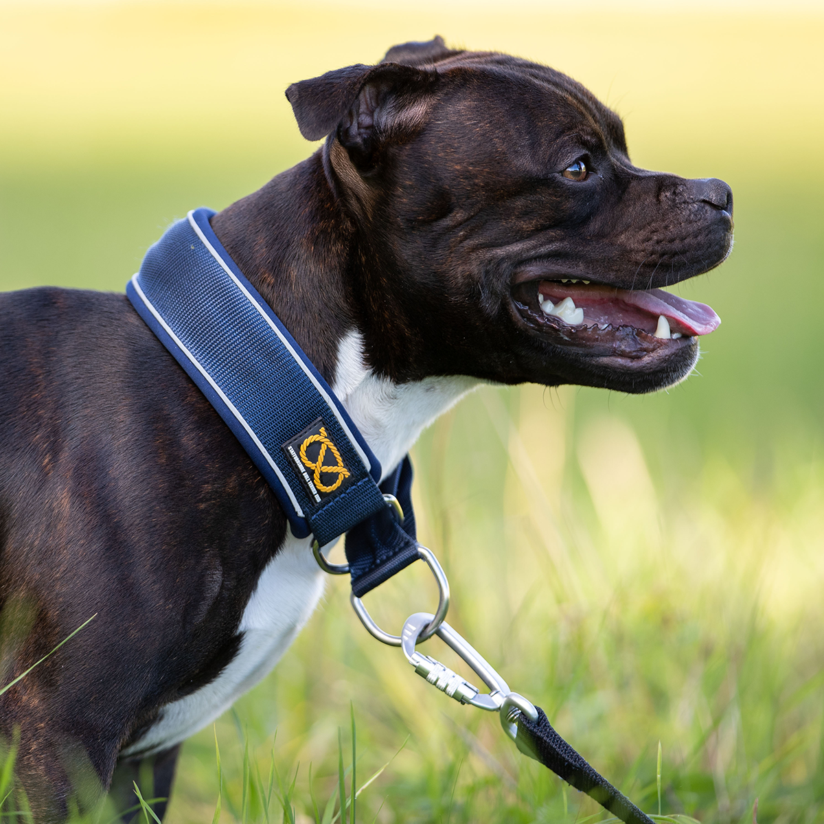Martingale Collar - Navy Blue - Staffordshire Bull Terrier 1935