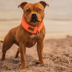 Martingale Collar - Orange - Staffordshire Bull Terrier 1935