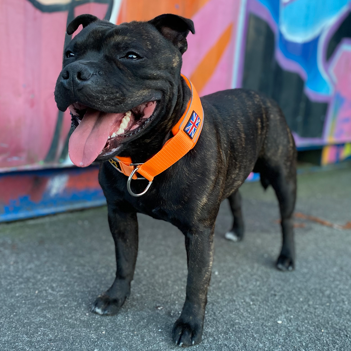 Martingale Collar - Orange - Staffordshire Bull Terrier 1935