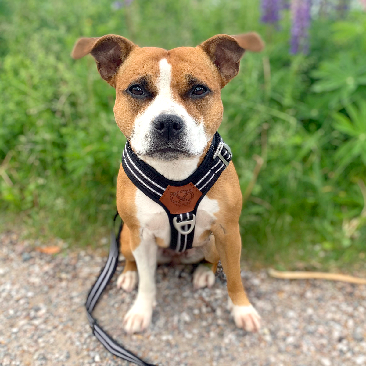 Nylon Harness & Leash Set v2.0 - Black - Staffordshire Bull Terrier 1935