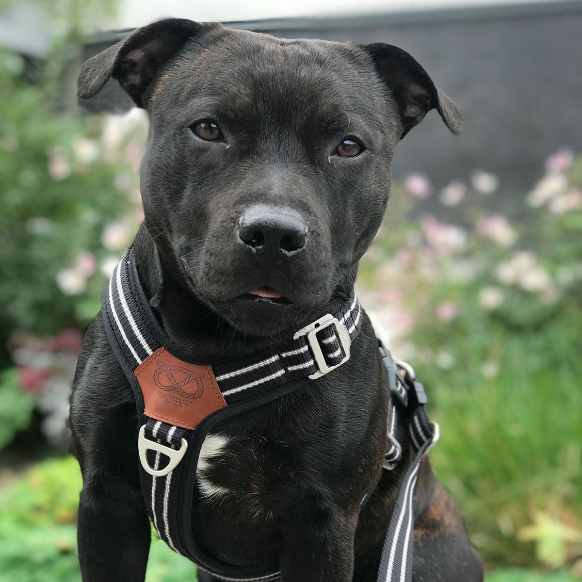 Nylon Harness & Leash Set - Black - Staffordshire Bull Terrier 1935