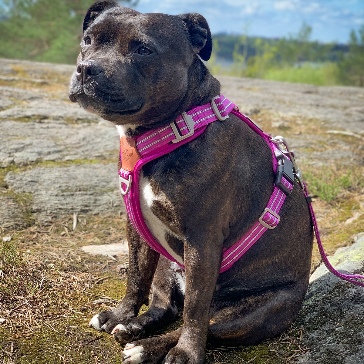 Nylon Harness & Leash Set - Fuchsia - Staffordshire Bull Terrier 1935