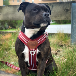 Nylon Harness & Leash Set - Burgundy - Staffordshire Bull Terrier 1935