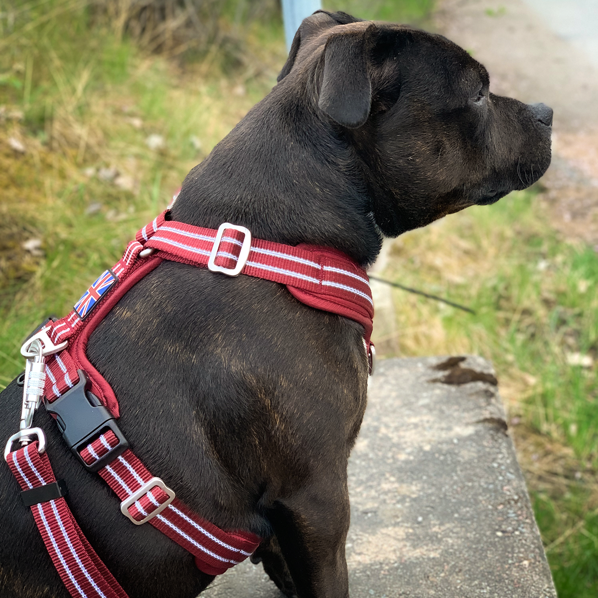 Nylon Harness & Leash Set - Burgundy - Staffordshire Bull Terrier 1935