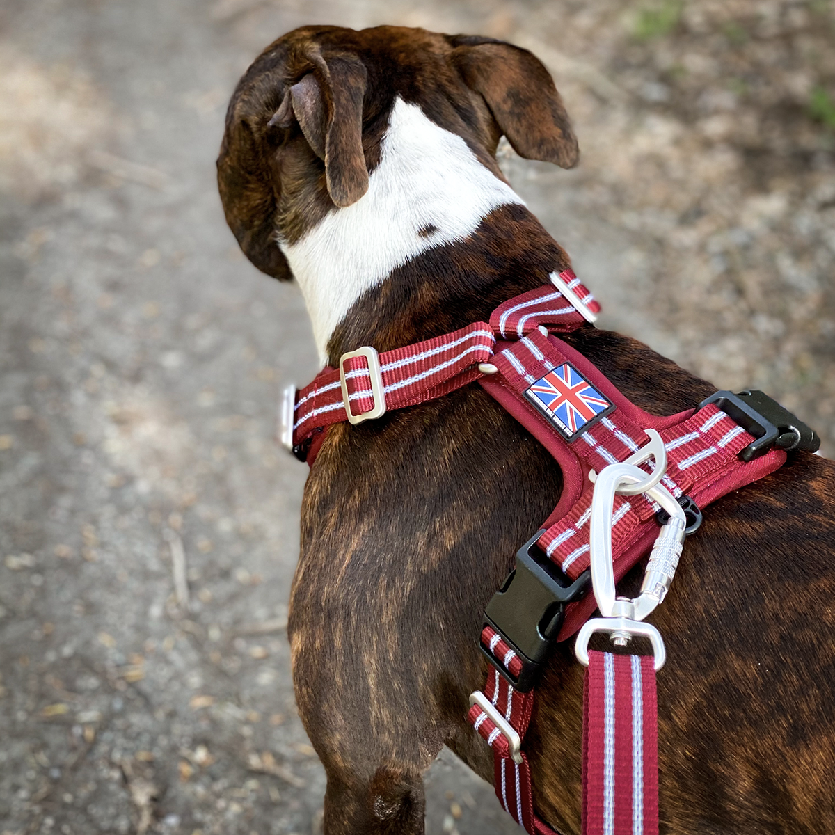 Nylon Harness & Leash Set - Burgundy - Staffordshire Bull Terrier 1935