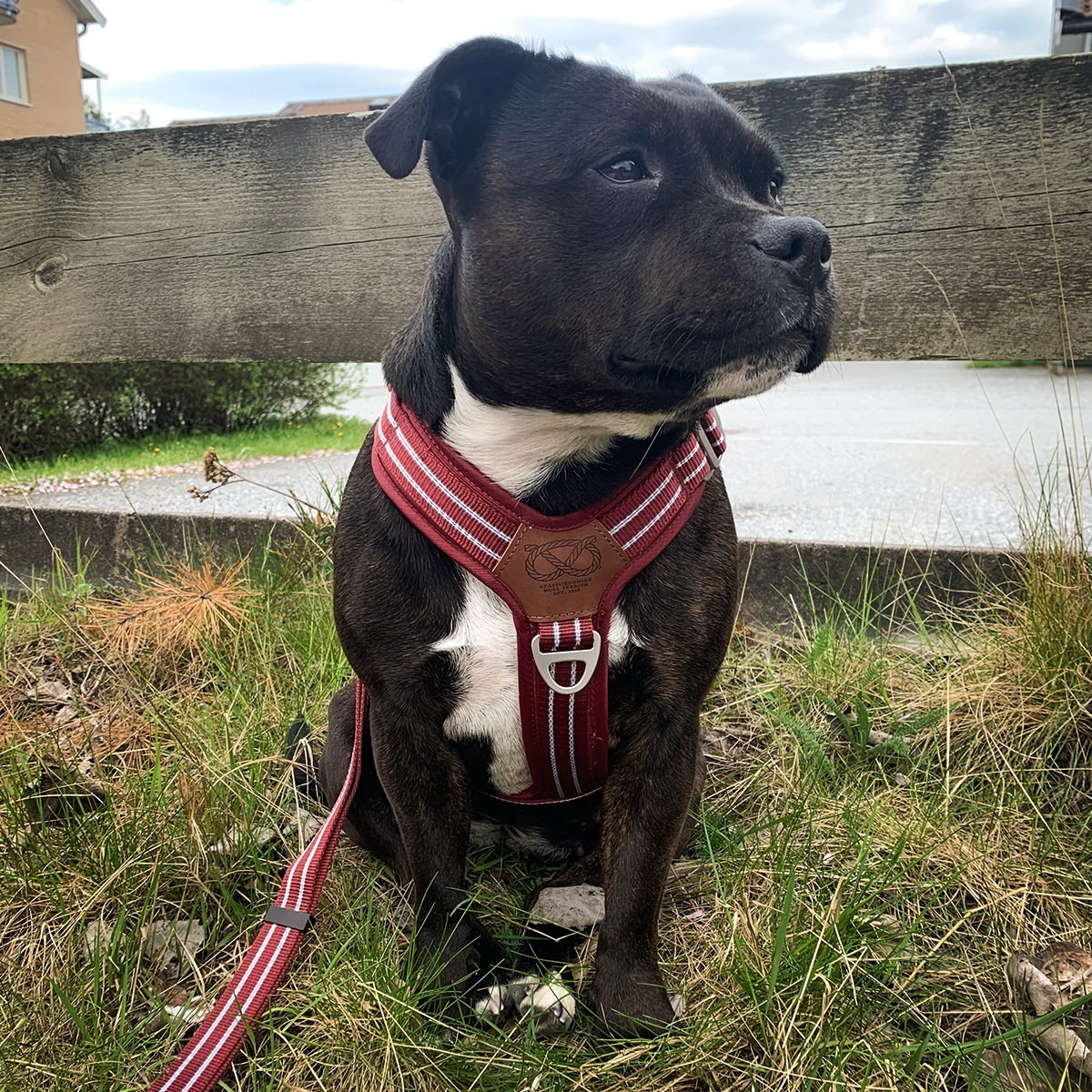 Nylon Harness & Leash Set - Burgundy - Staffordshire Bull Terrier 1935