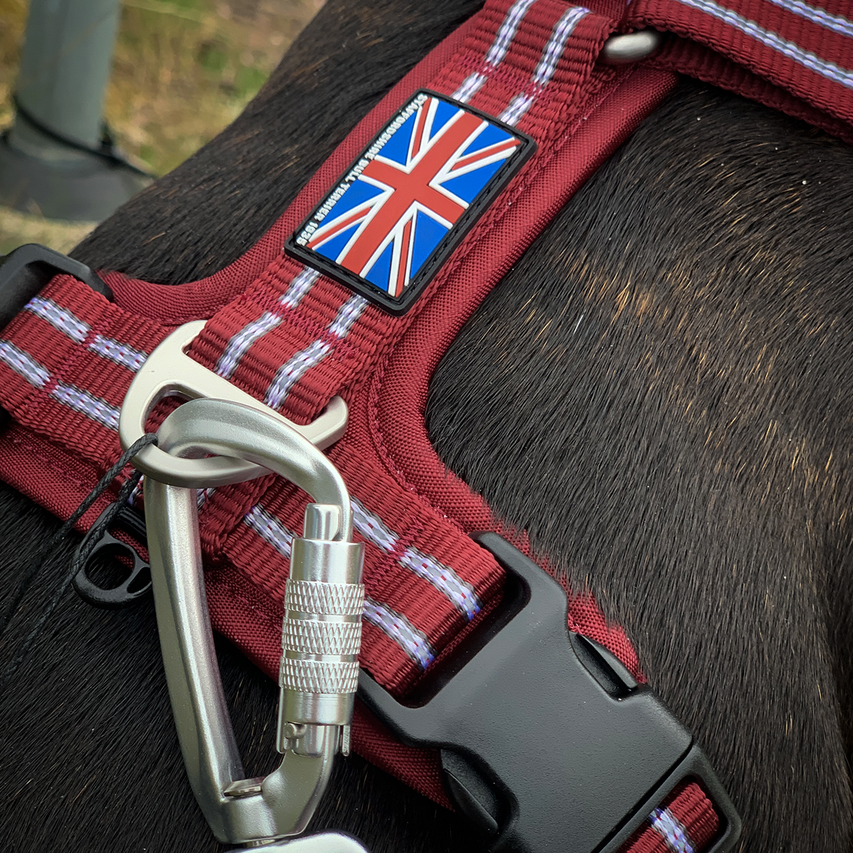 Nylon Harness & Leash Set v2.0 - Burgundy - Staffordshire Bull Terrier 1935