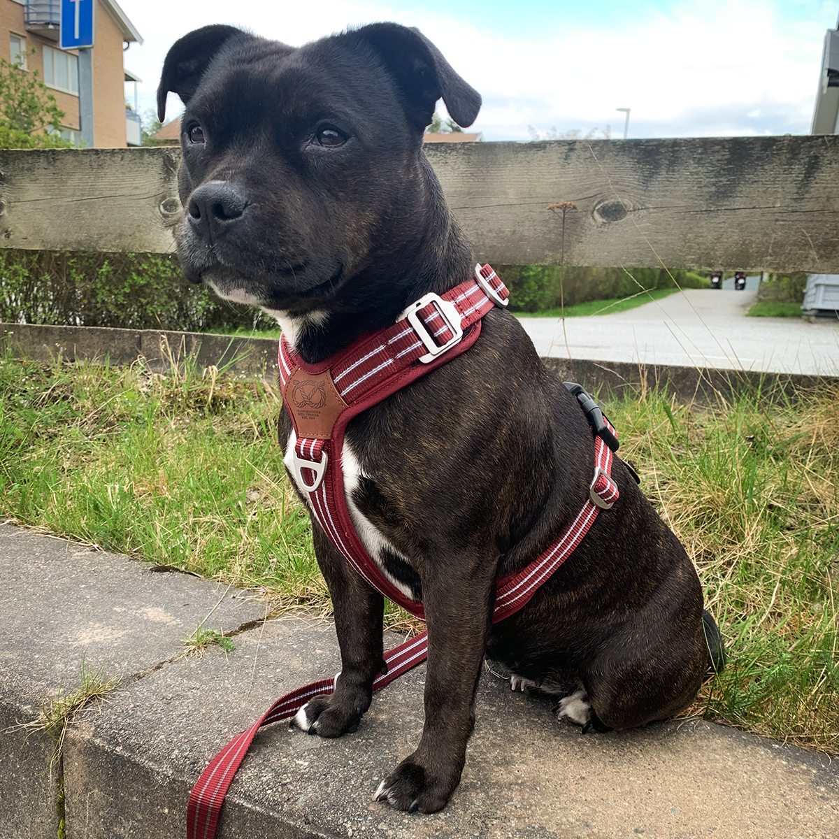 Nylon Harness & Leash Set - Burgundy - Staffordshire Bull Terrier 1935