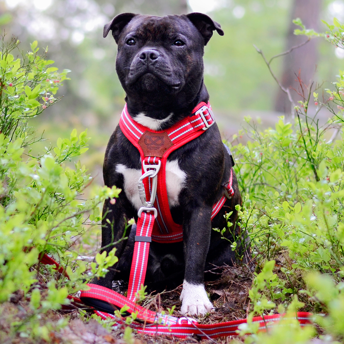 Nylon Harness & Leash Set - Red - Staffordshire Bull Terrier 1935