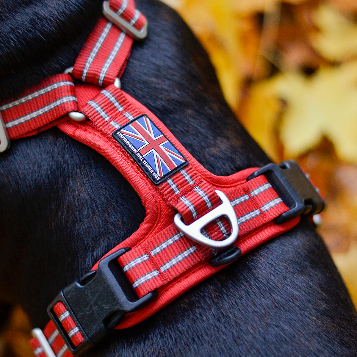 Nylon Harness & Leash Set - Red - Staffordshire Bull Terrier 1935