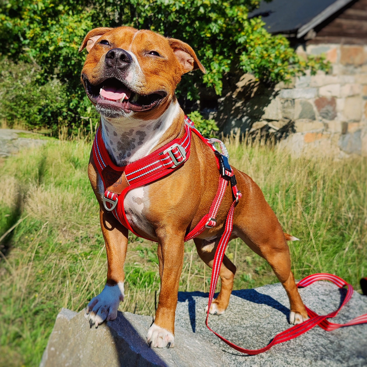 Nylon Harness & Leash Set - Red - Staffordshire Bull Terrier 1935