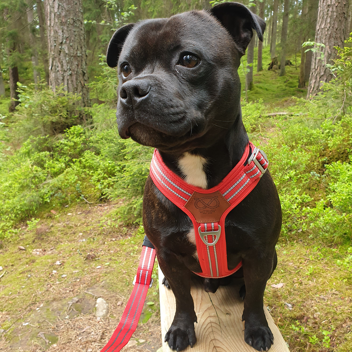 Nylon Harness & Leash Set - Red - Staffordshire Bull Terrier 1935