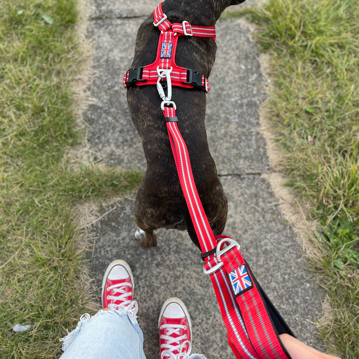 Nylon Harness & Leash Set - Red - Staffordshire Bull Terrier 1935