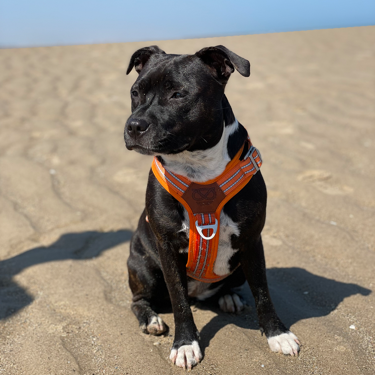 Nylon Harness & Leash Set v2.0 - Orange - Staffordshire Bull Terrier 1935