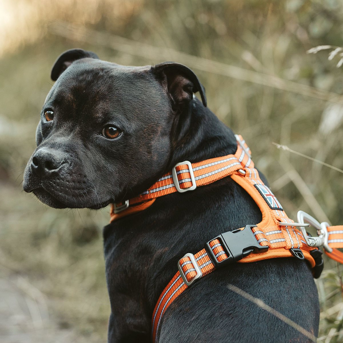 Nylon Harness & Leash Set - Orange - Staffordshire Bull Terrier 1935