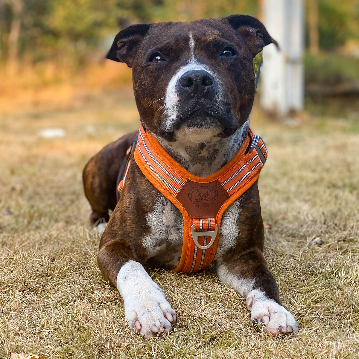 Nylon Harness & Leash Set - Orange - Staffordshire Bull Terrier 1935