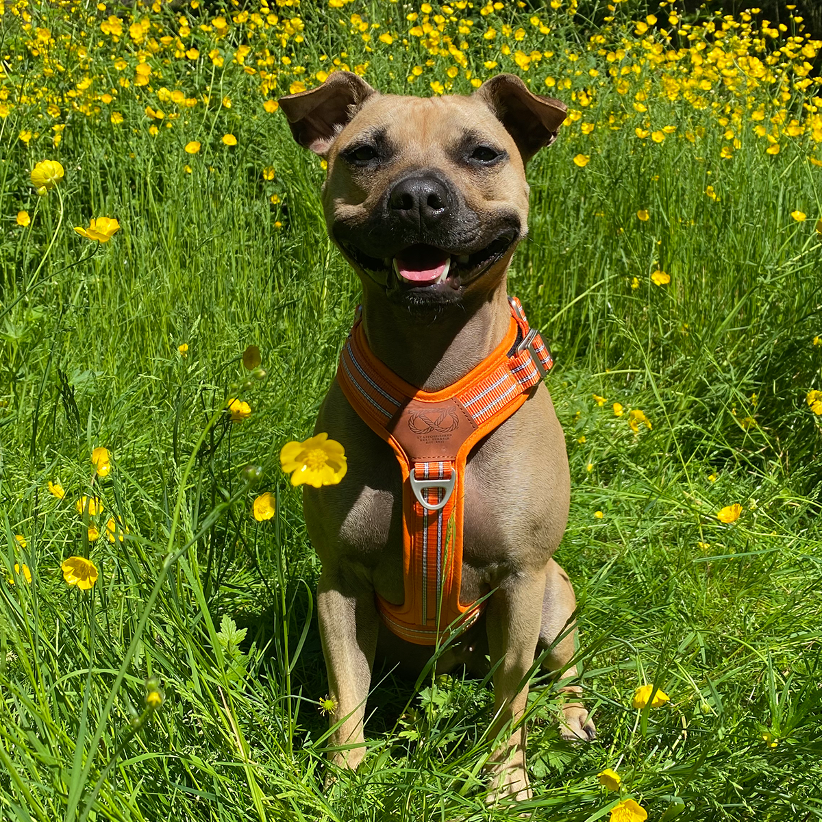 Nylon Harness & Leash Set - Orange - Staffordshire Bull Terrier 1935