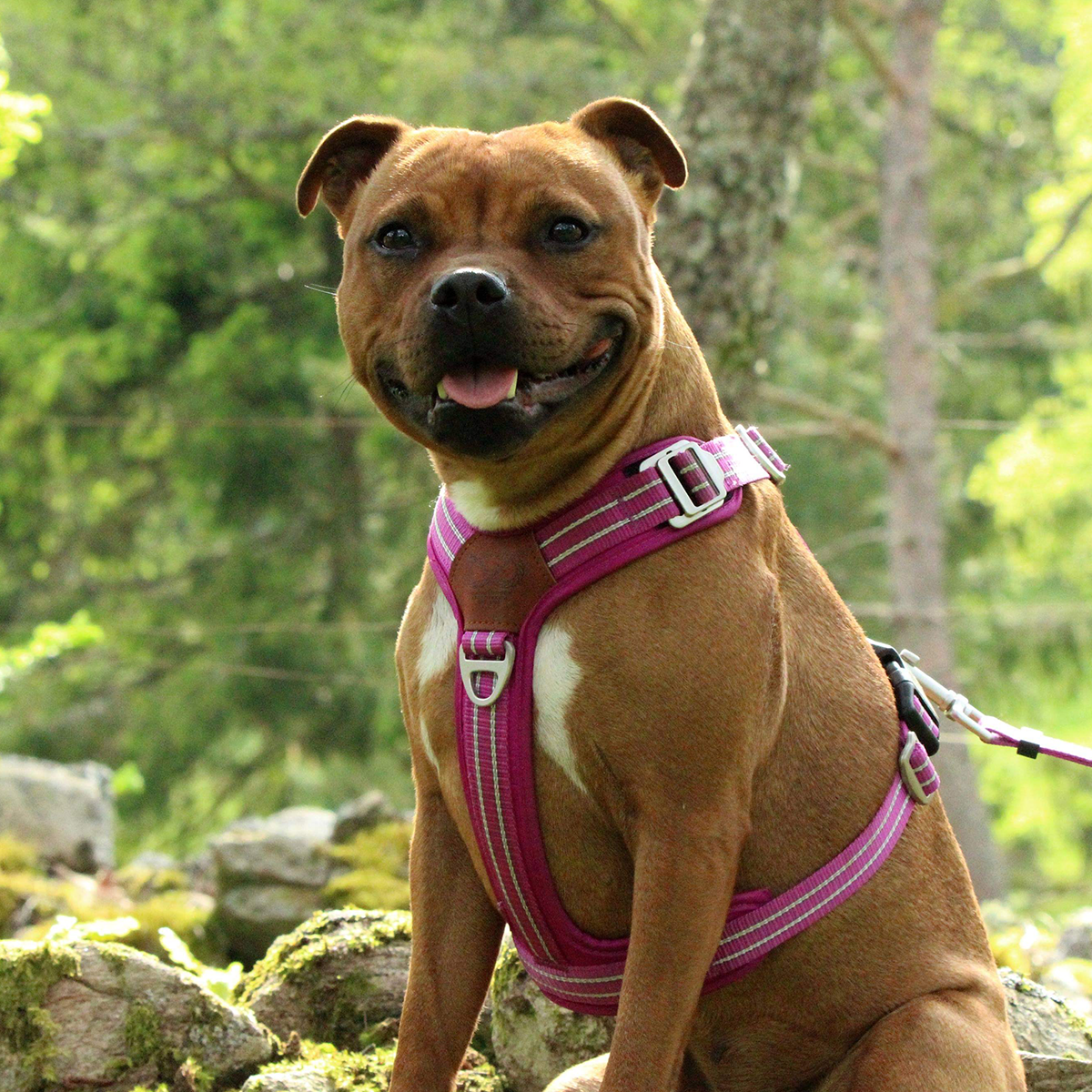 Nylon Harness & Leash Set - Fuchsia - Staffordshire Bull Terrier 1935