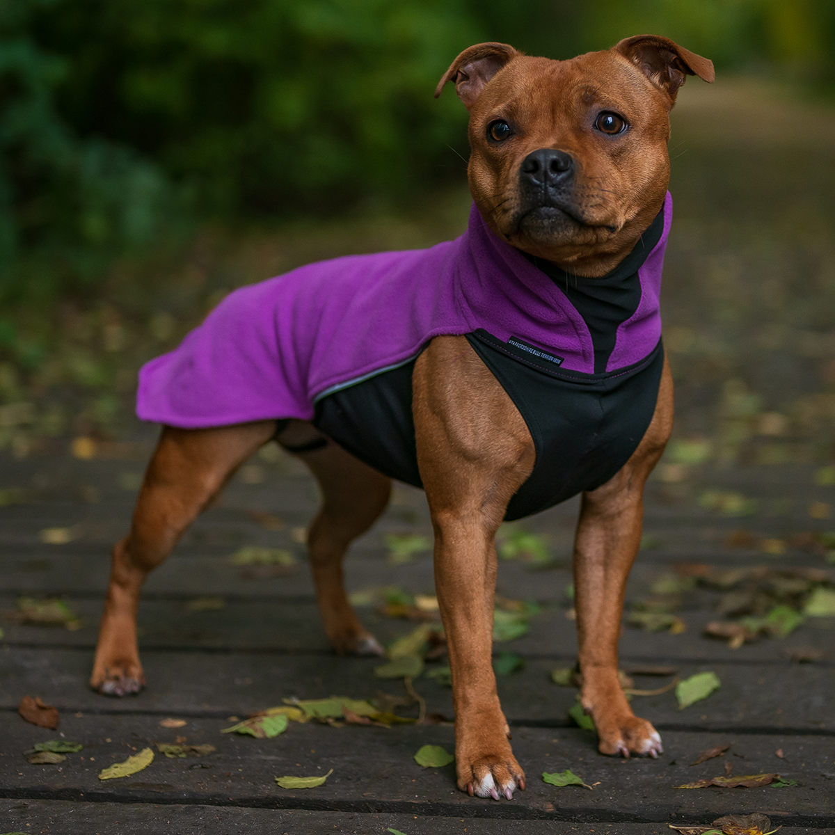 Fleece Coat - Purple - Staffordshire Bull Terrier 1935