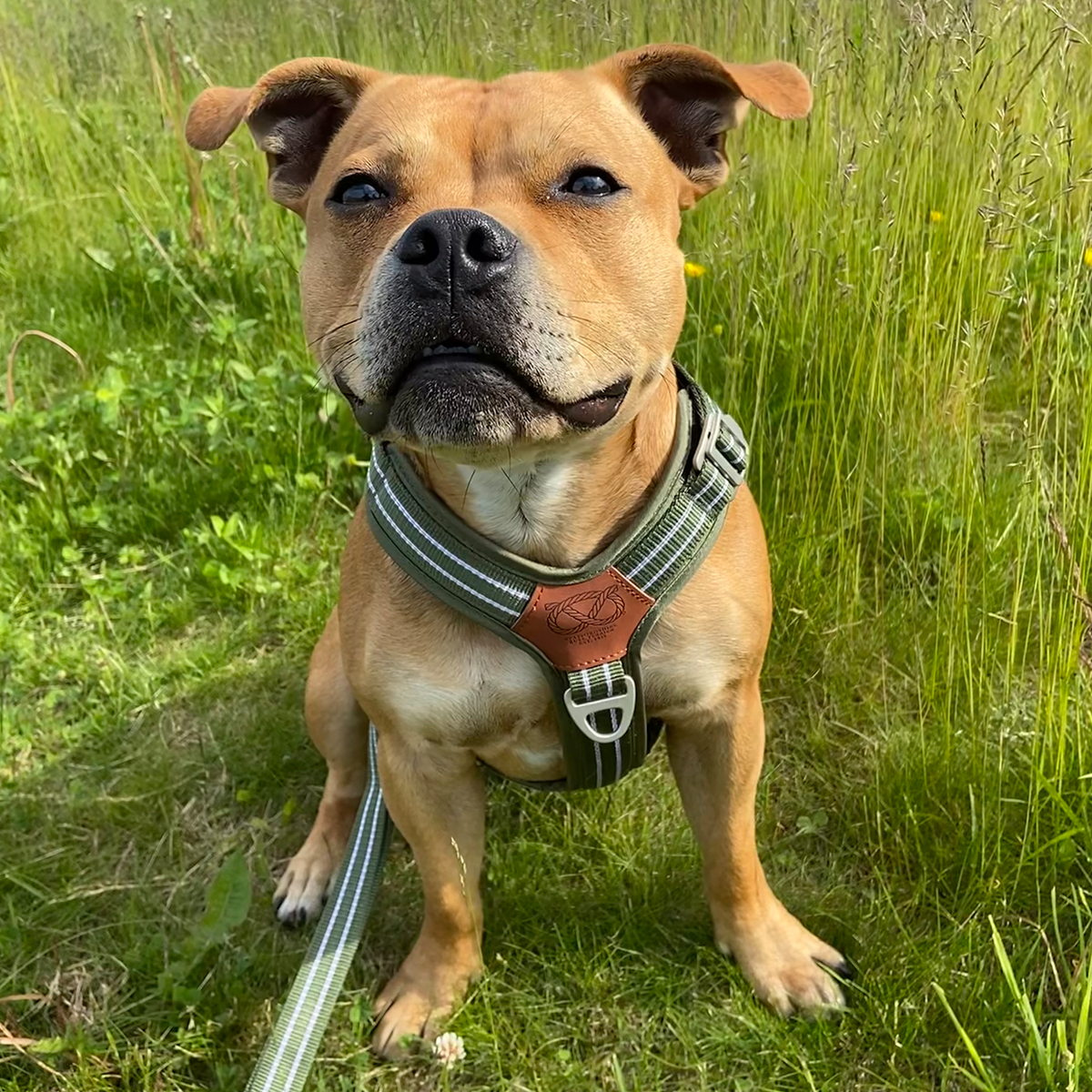 Nylon Harness & Leash Set v2.0 - Green - Staffordshire Bull Terrier 1935