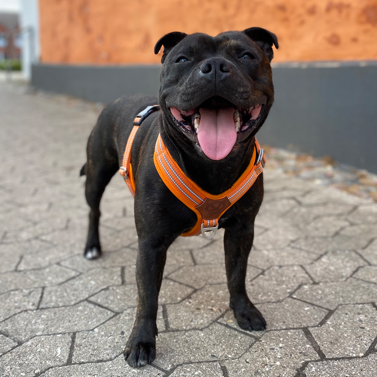 Nylon Harness & Leash Set - Orange - Staffordshire Bull Terrier 1935