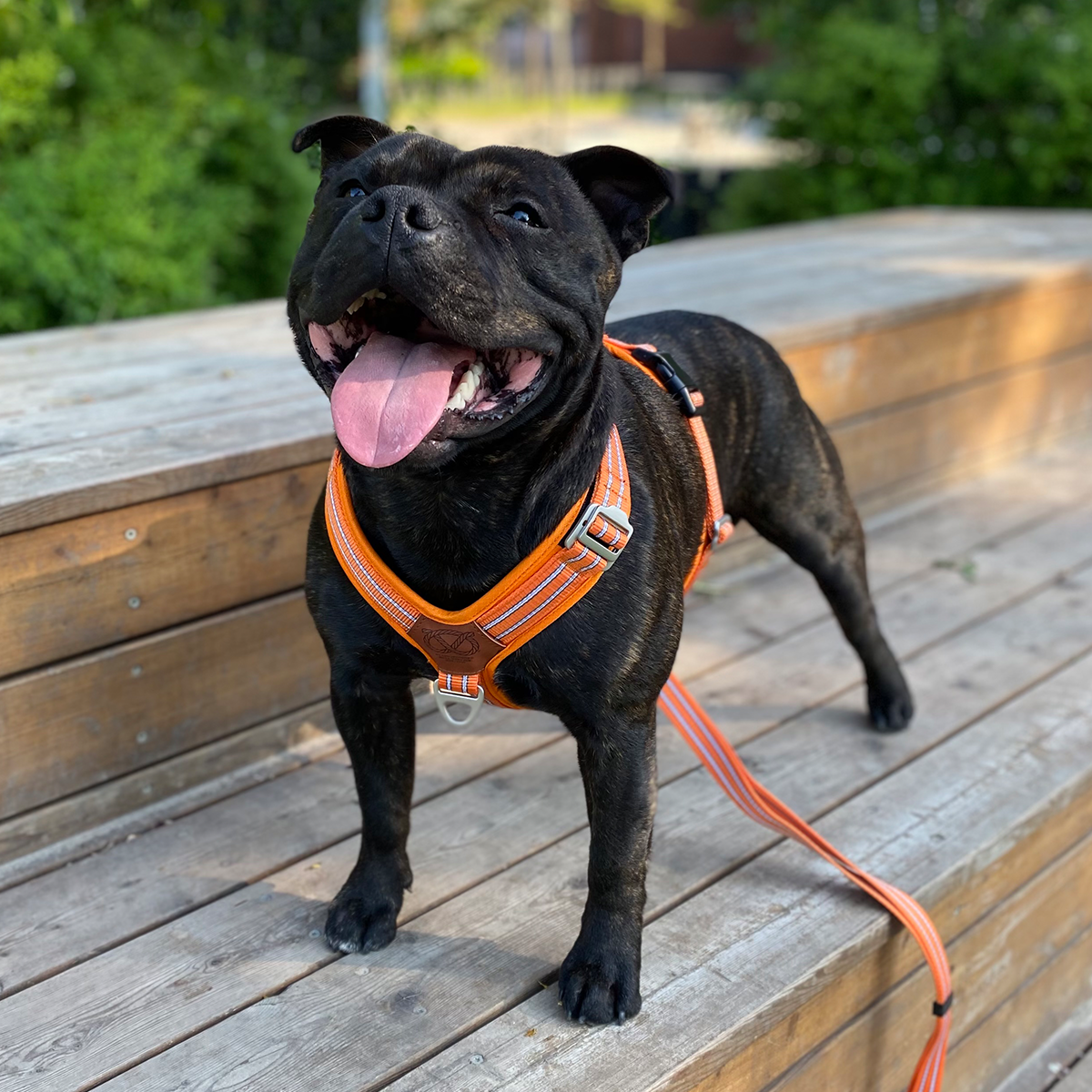 Nylon Harness & Leash Set - Orange - Staffordshire Bull Terrier 1935